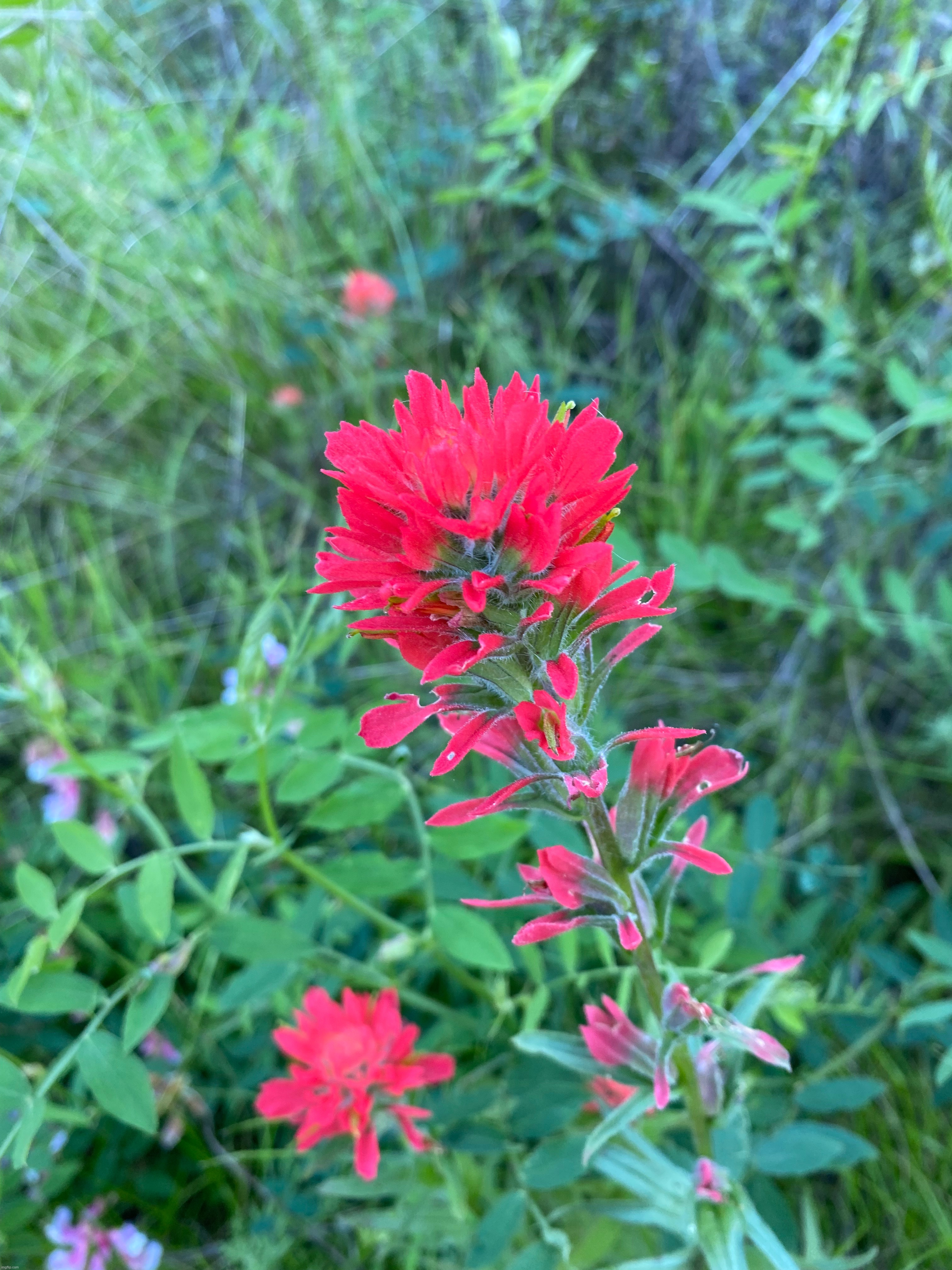 Wildflower | image tagged in picture,wildflower,so pretty | made w/ Imgflip meme maker