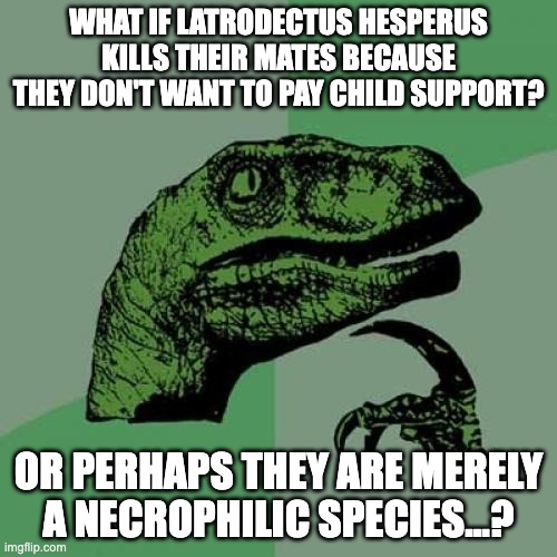 Philosoraptor Meme | WHAT IF LATRODECTUS HESPERUS KILLS THEIR MATES BECAUSE THEY DON'T WANT TO PAY CHILD SUPPORT? OR PERHAPS THEY ARE MERELY A NECROPHILIC SPECIES...? | image tagged in memes,philosoraptor,black widow,spider,shower thoughts,philosophy | made w/ Imgflip meme maker