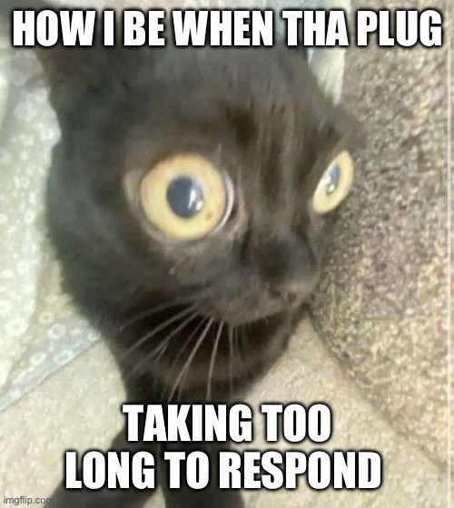 CrackHead Cat | HOW I BE WHEN THA PLUG; TAKING TOO LONG TO RESPOND | image tagged in crackhead cat | made w/ Imgflip meme maker