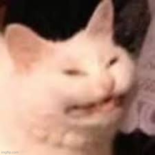 Angerey cat | image tagged in angerey cat | made w/ Imgflip meme maker