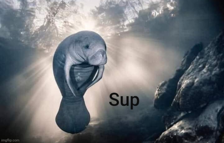 Sup | image tagged in manatee,sup | made w/ Imgflip meme maker