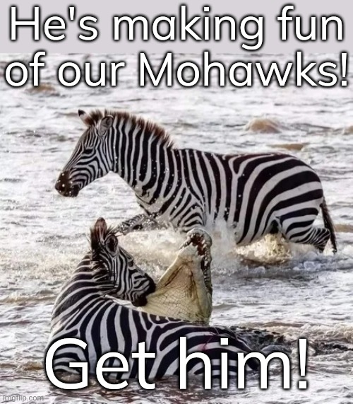 FAFO. | He's making fun
of our Mohawks! Get him! | image tagged in zebra bites,steve irwin crocodile hunter,funny animals,unexpected,fight club,every 60 seconds in africa a minute passes | made w/ Imgflip meme maker