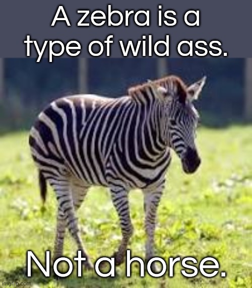 Like a donkey with stripes. | A zebra is a type of wild ass. Not a horse. | image tagged in nankyep4,animals,classified,african,grass,fun fact | made w/ Imgflip meme maker