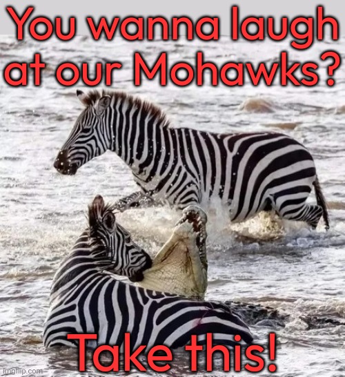 Do you feel lucky, punk? | You wanna laugh
at our Mohawks? Take this! | image tagged in zebra bites,crocs,funny animals,africa | made w/ Imgflip meme maker