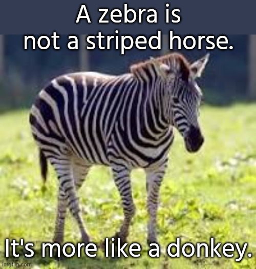 Technically a wild ass. | A zebra is not a striped horse. It's more like a donkey. | image tagged in nankyep4,animals,classified,african,touch grass,fact check | made w/ Imgflip meme maker