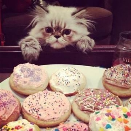 Cookie Cat | image tagged in cookie cat | made w/ Imgflip meme maker