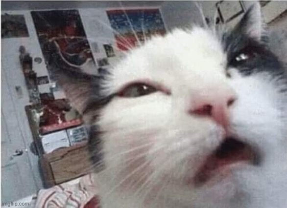 Cat waking up | image tagged in cat waking up | made w/ Imgflip meme maker