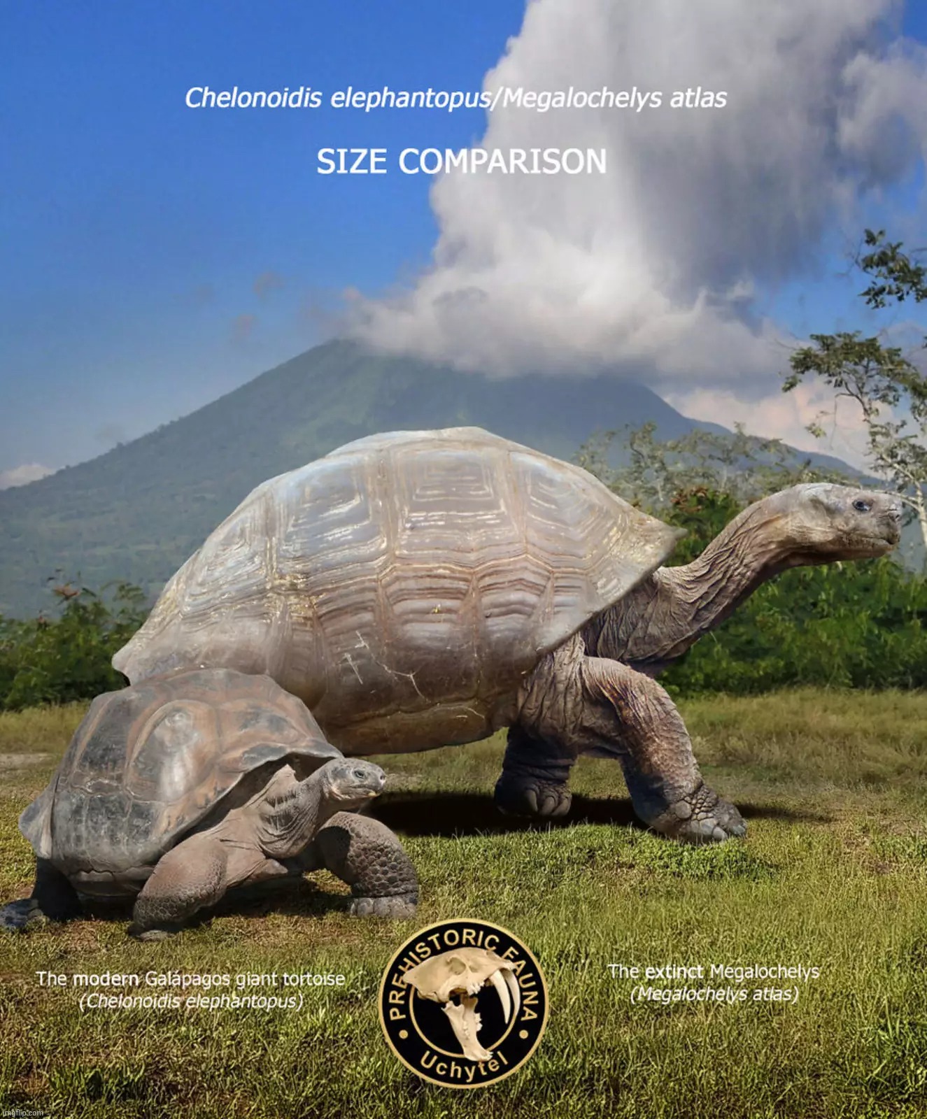 Giant giant tortoise from India, etc, that became extinct at the end of the Ice Age because the glaciers melted in Siberia,,, | image tagged in megalochelys atlas,giant tortoise,prehistoric fauna,tortoise | made w/ Imgflip meme maker