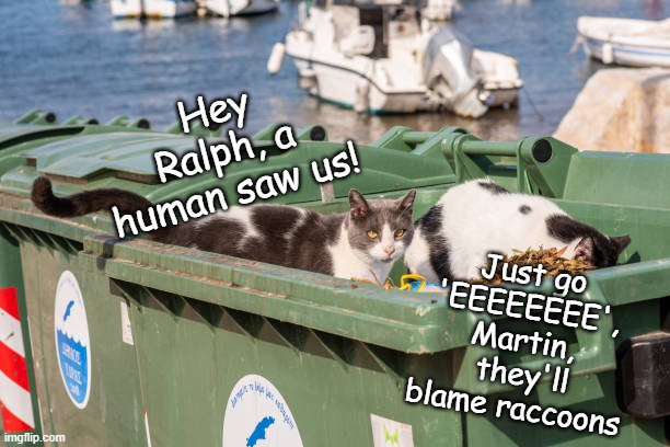 Raccoons excuse | Hey Ralph, a human saw us! Just go 'EEEEEEEE', Martin,  they'll blame raccoons | image tagged in cat,garbage,dumpsters,racoons | made w/ Imgflip meme maker