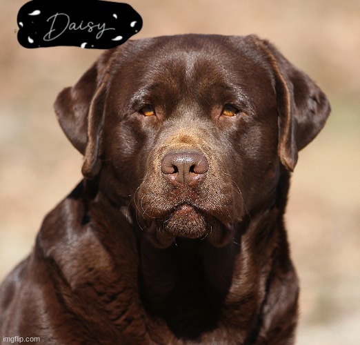 This is my favorite thing ever. This is Daisy, a chocolate lab that died February 26th 2024. Could y'all help support me with th | image tagged in dead | made w/ Imgflip meme maker