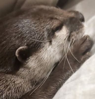 Hana Sleeping Blank Meme Template
