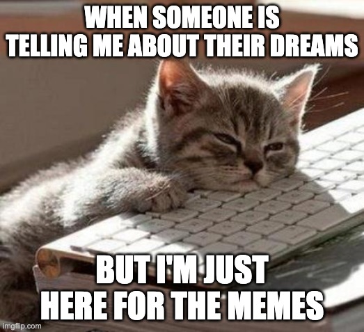 tired cat | WHEN SOMEONE IS TELLING ME ABOUT THEIR DREAMS; BUT I'M JUST HERE FOR THE MEMES | image tagged in tired cat | made w/ Imgflip meme maker