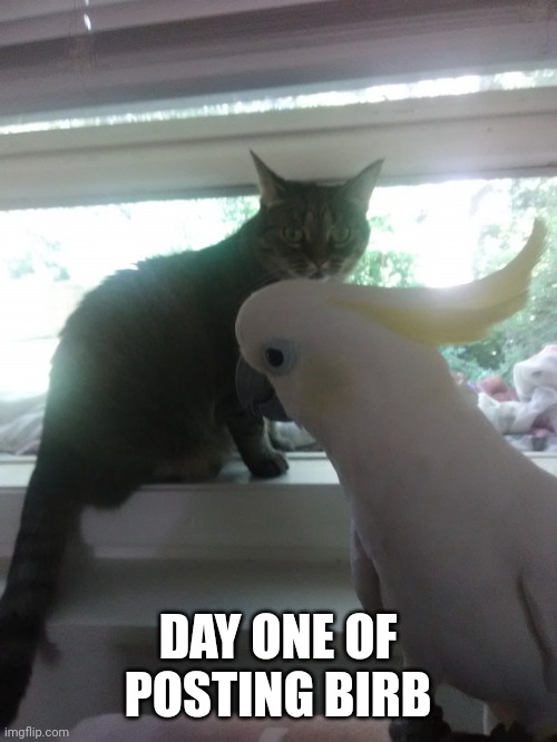 featuring: Le Cat | DAY ONE OF POSTING BIRB | image tagged in confused cat | made w/ Imgflip meme maker