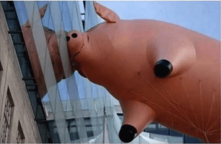 High Quality pig float Blank Meme Template