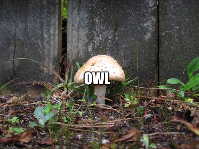 mushroom | OWL | image tagged in mushroom | made w/ Imgflip meme maker