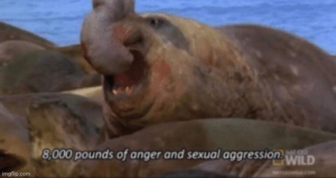 8,000 pounds of anger and sexual aggression | image tagged in 8 000 pounds of anger and sexual aggression | made w/ Imgflip meme maker