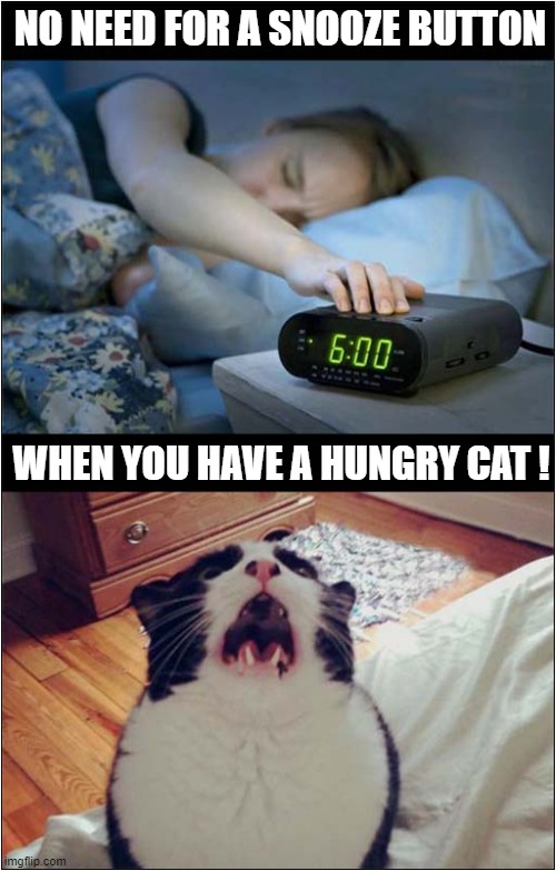 Early Morning Wake Up Call ! | NO NEED FOR A SNOOZE BUTTON; WHEN YOU HAVE A HUNGRY CAT ! | image tagged in cats,early,alarm,meow | made w/ Imgflip meme maker