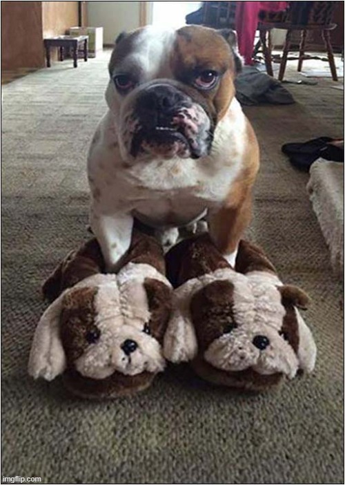 Are You Mocking Me ? | image tagged in dogs,bulldog,slippers,mocking | made w/ Imgflip meme maker