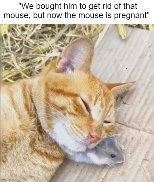 "We bought him to get rid of that mouse, but now the mouse is pregnant" | image tagged in funny,dirty mind | made w/ Imgflip meme maker