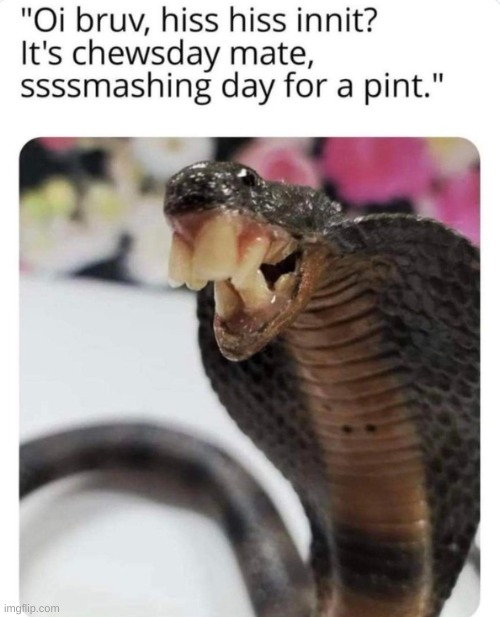 Bri'ish SnAYKE | image tagged in bri'ish snayke | made w/ Imgflip meme maker