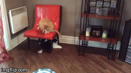 Shadow Play | image tagged in gifs,cats,theoreocat,pets | made w/ Imgflip video-to-gif maker