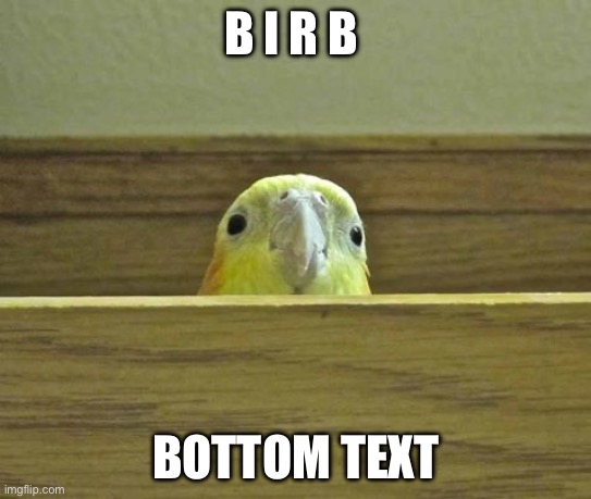 The Birb | B I R B BOTTOM TEXT | image tagged in the birb | made w/ Imgflip meme maker