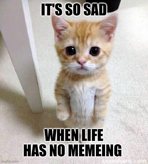 The Memeing of Life | IT'S SO SAD; WHEN LIFE HAS NO MEMEING | image tagged in memes,cute cat | made w/ Imgflip meme maker