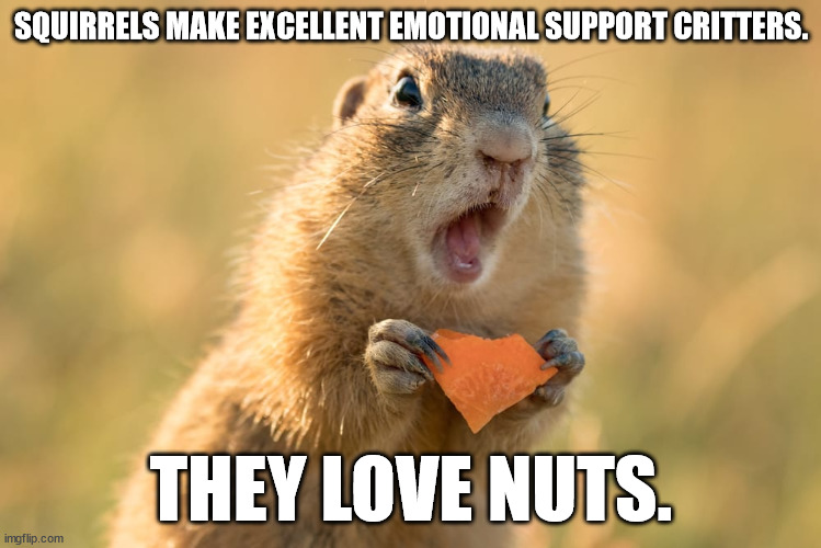 EMO Squirrels | SQUIRRELS MAKE EXCELLENT EMOTIONAL SUPPORT CRITTERS. THEY LOVE NUTS. | image tagged in squirrels,emo | made w/ Imgflip meme maker