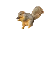 low res squril Meme Template