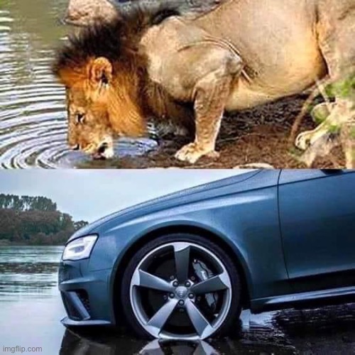 Audi | image tagged in audi,lion,drink,thirsty | made w/ Imgflip meme maker