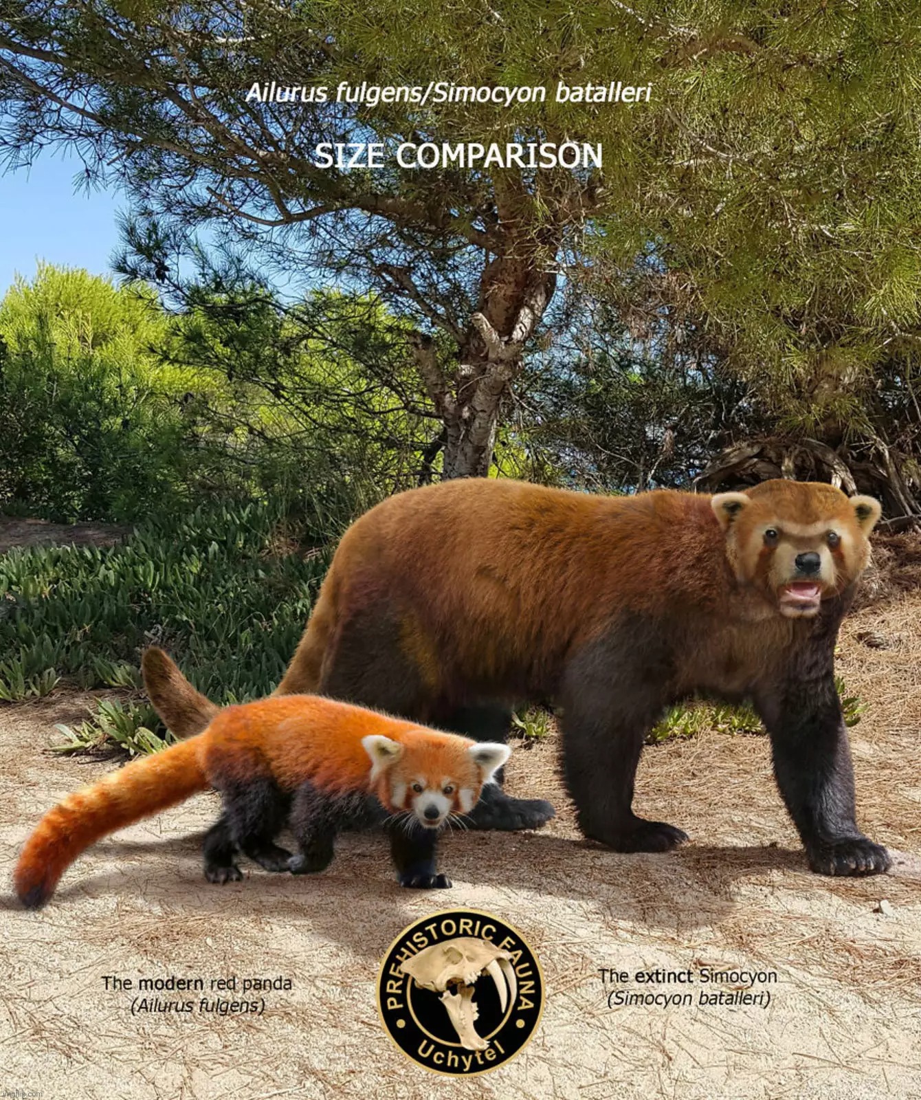 Simocyon batelleri, carnivorous or omniverse predecessor of the red panda, complete with 'panda's thumb' | image tagged in simocyon batelleri,prehistoric fauna | made w/ Imgflip meme maker