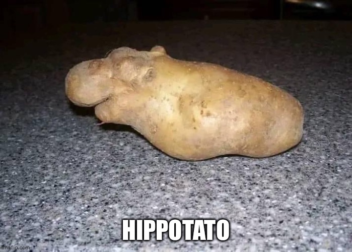 Potato | HIPPOTATO | image tagged in potato,hippopotamus,hippo | made w/ Imgflip meme maker