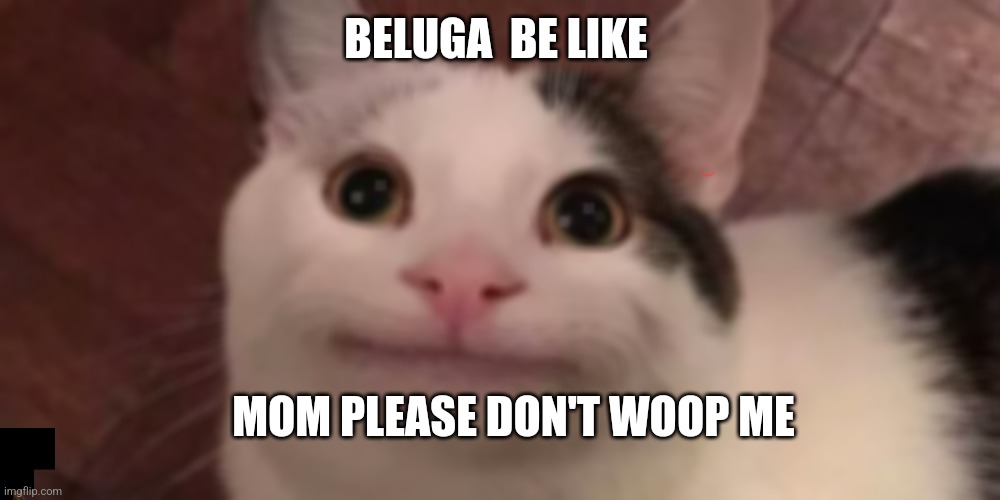 Beluga | BELUGA  BE LIKE; MOM PLEASE DON'T WOOP ME | image tagged in beluga | made w/ Imgflip meme maker
