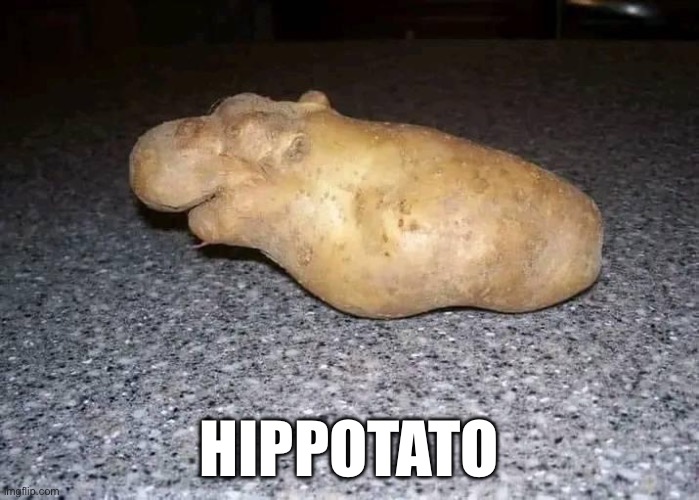Hippotato | HIPPOTATO | image tagged in hippo,hippopotamus,potato | made w/ Imgflip meme maker