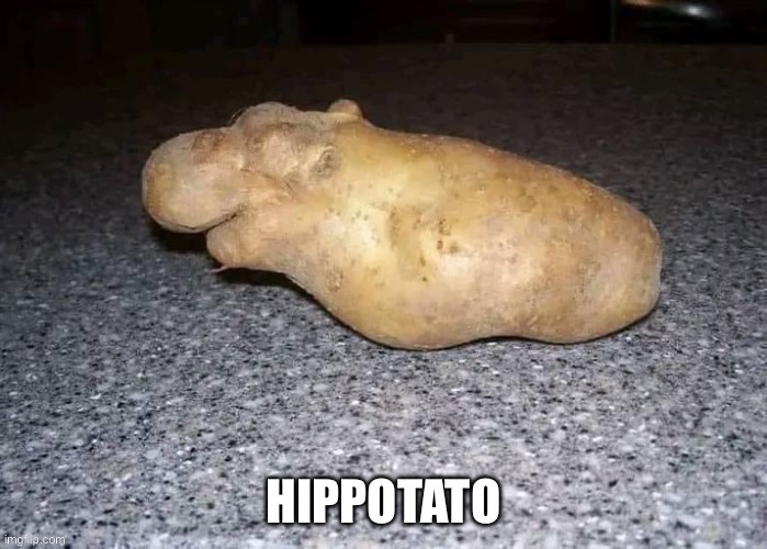 Hippotato meme | image tagged in hippo,hippopotamus,potato | made w/ Imgflip meme maker