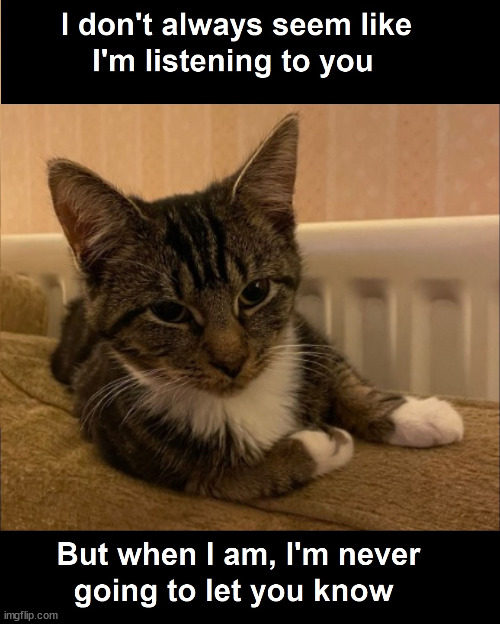 Most Interesting Cat in the World | image tagged in funny,fun,funny meme | made w/ Imgflip meme maker