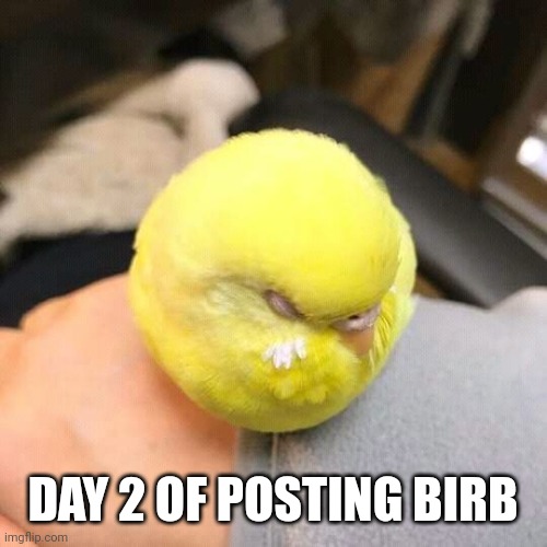 "takes out tennis racket* | DAY 2 OF POSTING BIRB | made w/ Imgflip meme maker