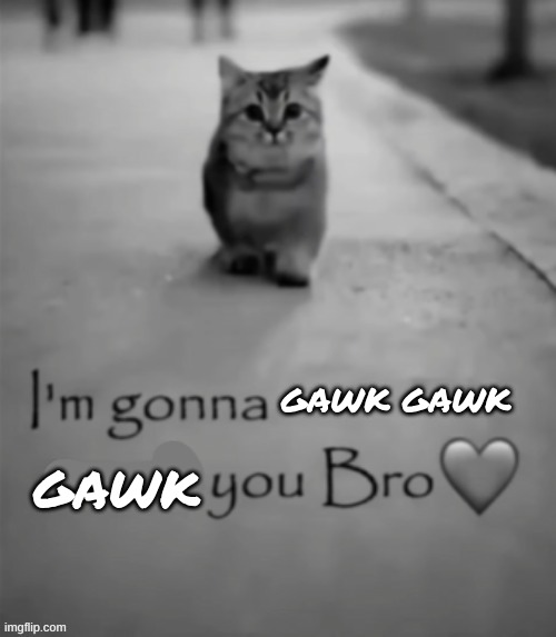 I'm gonna touch you bro | GAWK GAWK GAWK | image tagged in i'm gonna touch you bro | made w/ Imgflip meme maker