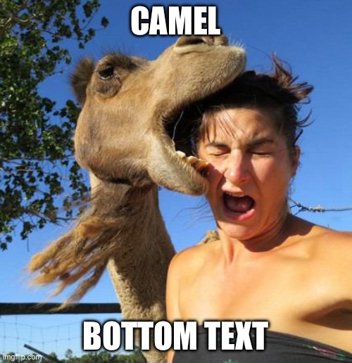 camel bite | CAMEL BOTTOM TEXT | image tagged in camel bite | made w/ Imgflip meme maker