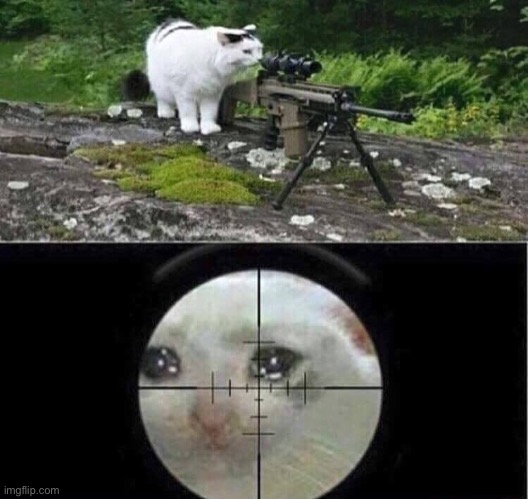 Sniper cat aim crying cat | image tagged in sniper cat aim crying cat | made w/ Imgflip meme maker