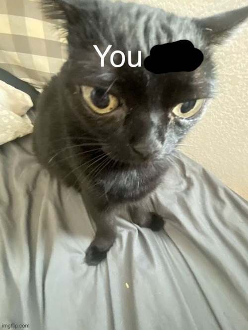 You slut | image tagged in you slut | made w/ Imgflip meme maker