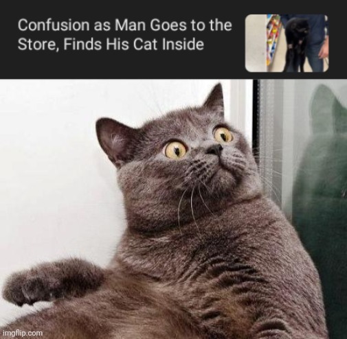 Surprise, cat inside of the store | image tagged in surprised cat,cat,store,cats,memes,owner | made w/ Imgflip meme maker