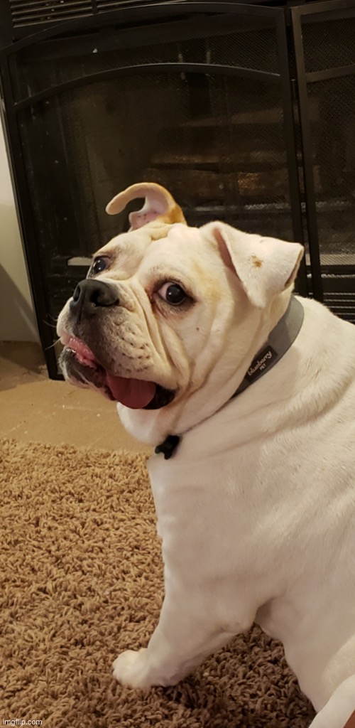 Bulldog | image tagged in bulldog | made w/ Imgflip meme maker