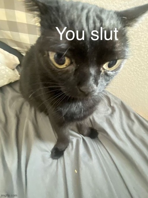 You slut | image tagged in you slut | made w/ Imgflip meme maker