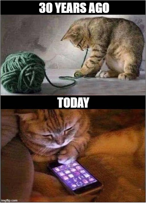 How Cats Amuse Themselves ! | 30 YEARS AGO; TODAY | image tagged in cats,amusement,wool,smart phones | made w/ Imgflip meme maker