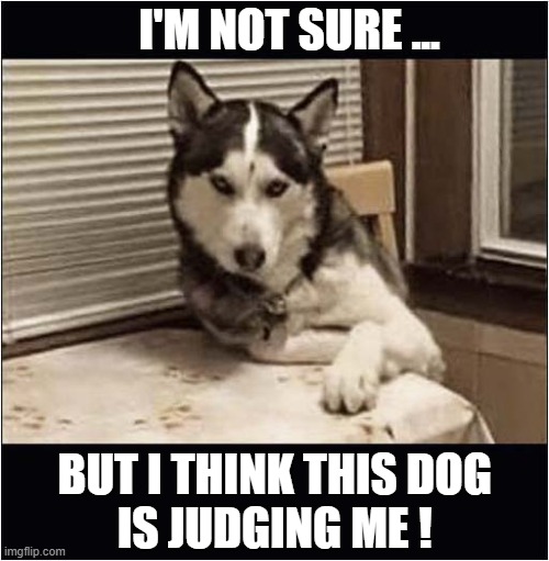 Look At Those Eyes ! | I'M NOT SURE ... BUT I THINK THIS DOG
IS JUDGING ME ! | image tagged in dogs,husky,judging you | made w/ Imgflip meme maker