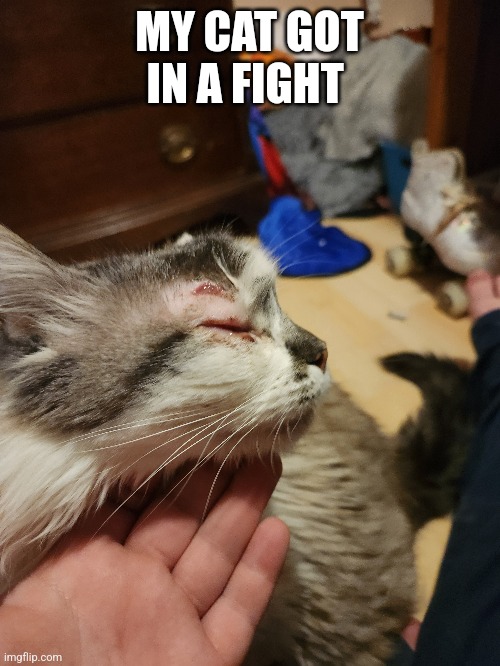 My poor baby :( | MY CAT GOT IN A FIGHT | made w/ Imgflip meme maker