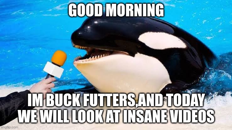 POV If buck futters was an orca | GOOD MORNING; IM BUCK FUTTERS,AND TODAY WE WILL LOOK AT INSANE VIDEOS | image tagged in orca talking into a microphone | made w/ Imgflip meme maker