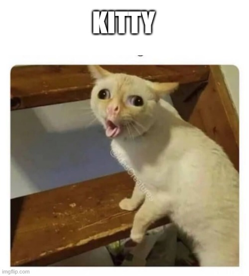 ? | KITTY | image tagged in coughing cat,memes,oh wow are you actually reading these tags | made w/ Imgflip meme maker