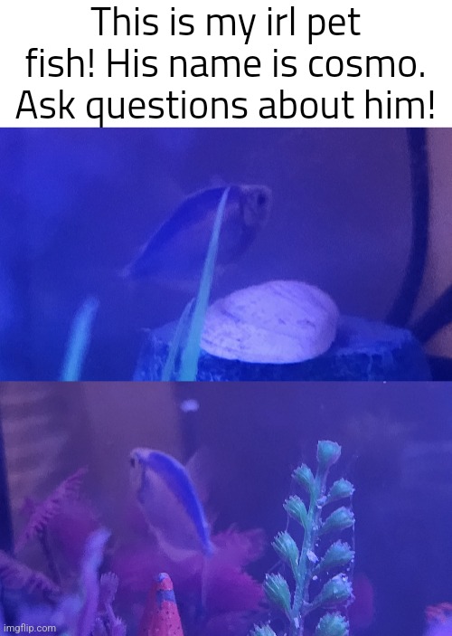 Before you ask, he's a glofish tetra | This is my irl pet fish! His name is cosmo. Ask questions about him! | image tagged in fish | made w/ Imgflip meme maker